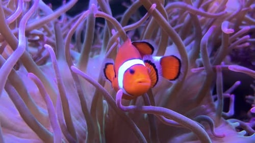 A clown fish gracefully swims around sea anemone
