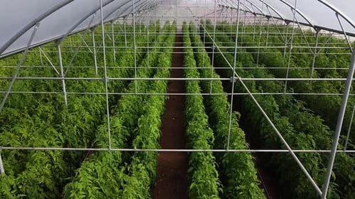 Un Drone aérien a filmé des rangées de plants de tomates poussant à l'intérieur d'une grande serre.