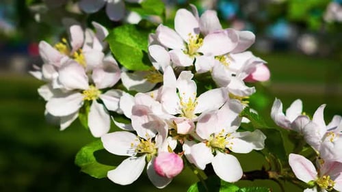 Close-up of delicate white and pink cherry blossoms in full bloom with green leaves in the backgroun