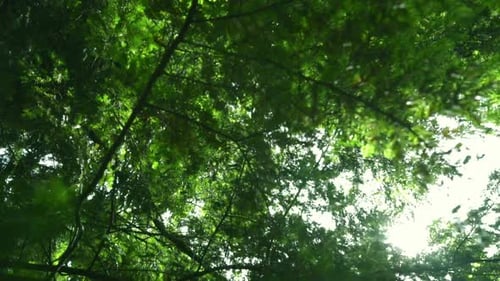 Sun Rays Shine Through Tree Branches at Summer. Green Leaves Background. Green