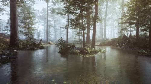A Stream Running Through a Forest Filled with Trees