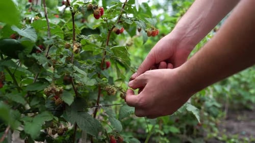 Close Up Male Farmer Picking Fresh Raspberry in Garden