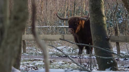 Furry highland cow ruminating in winter forest pen, exhaling vapor.