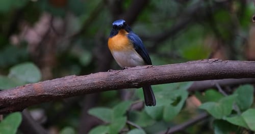 Zoomt heran, während dieser Vogel mit einem schönen Gefieder ernsthaft direkt in die Kamera schaut, Indoch