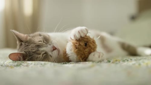Gray and White Cat Sleeping with Toy