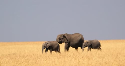 Family Of African Elephants Walking In The Savanna Of Masai Mara, Kenya - Wide Shot