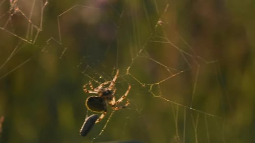 Closeup of Spider with Prey in Summer Meadow