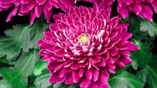 Red Chrysanthemum Flower Moving Petals While Blooming in Time Lapse Close Up