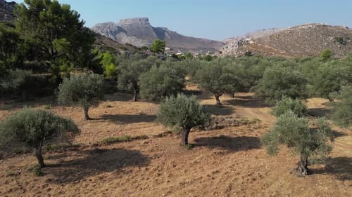 Olive Trees 165
