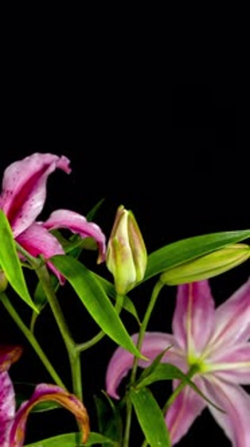 Pink Lilly Bloom Time Lapse