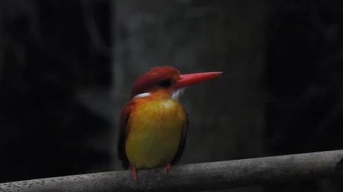 Oriental dwarf kingfisher or Ceyx erithaca bird on a branch