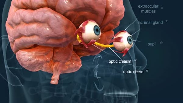 3D Animation of Human Eye and Brain Anatomy with Optic Nerve ...