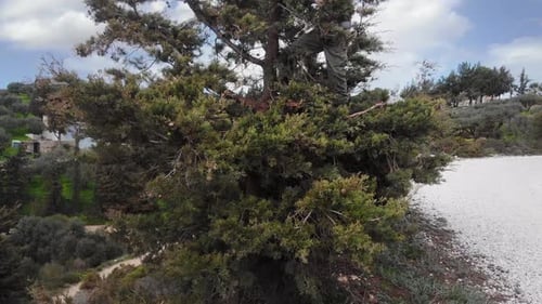 Junge klettert auf Baum