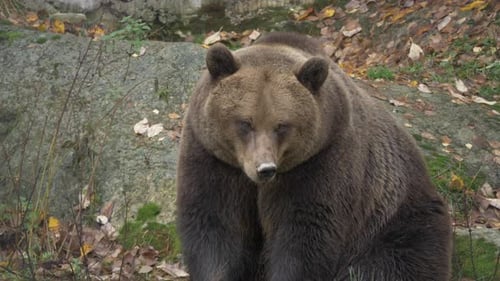 Static medium shot of big Eurasian brown bear resting in a rocky european forest