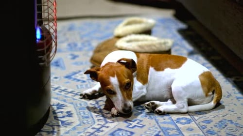 Cute Jack Russell terrier basking in warmth of heater on carpet lies down lazily