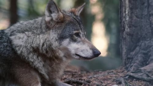 Wolves playing, fighting, eating. Both adult wolves and wolf cubs / wolf pups, or puppies.