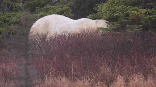 Slow motion polar bear waits for the winter freeze up standing amongst the sub-arctic brush and