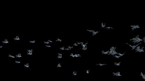 Animated Flock of Realistic Birds Flying with Alpha Channel