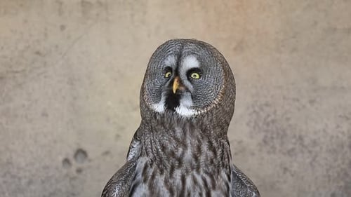 Majestic Great Grey Owl Looking Directly at Camera