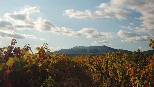 Rows Of Vineyard Grapes. Steadicam Movement Forward Shot Of Organic Vineyard in Spain