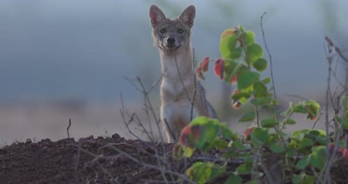 Slow-motion portrait of an Indian Golden Jackal gets surprised turning from the lens and walking