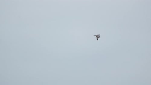 A solitary bird, possibly a seagull, is captured mid-flight against a vast and clear sky, wings are