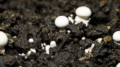 White Mushrooms Growing in Dark Rich Soil