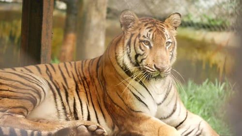 Rear Side view sitting Tiger