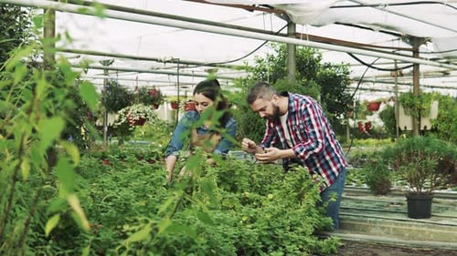 Botanists Examining Plants in Greenhouse Nursery Setting