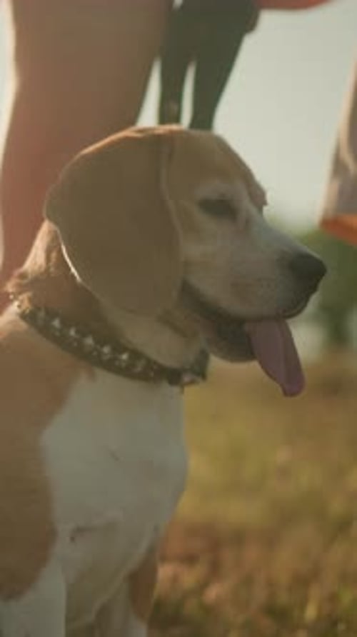Beagle Standing Beside Owner on Grassy Field in Warm Summer Sunlight