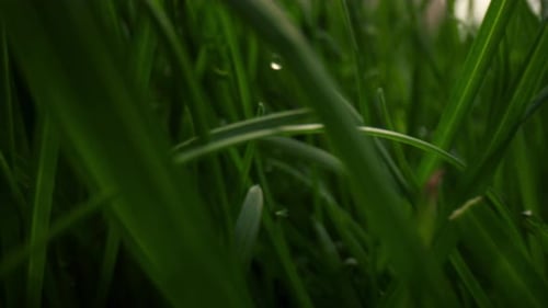 Wet Green Grass Macro View. Closeup Green Field After Rain. Closeup Water