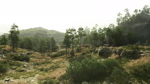 A Serene Natural Landscape with Trees and Rocks in a Grassy Field