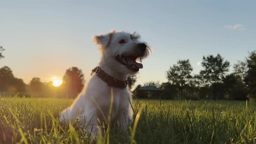 Happy Dog Sitting in Grassy Field at Sunset