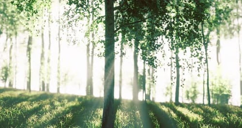 Sunlight Filtering Through Trees in a Serene Forest During Morning Hours