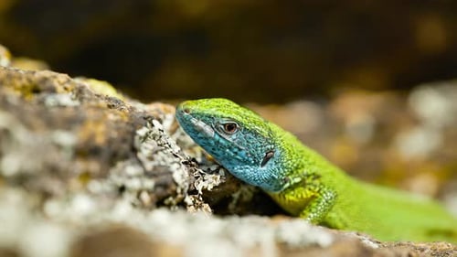A vibrant lizard basks in the sun on a rocky surface, its colorful scales glinting in the sunlight.
