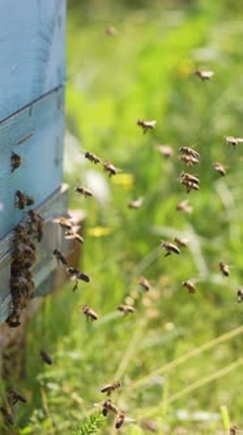 Bees Swarming Around a Blue Beehive in Field
