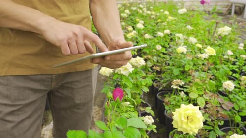Adult Using Tablet in Greenhouse of Roses