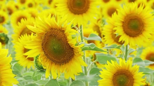 Sunflowers in the Field Swaying in the Wind