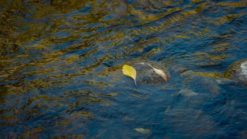 Autumn Leaf In The River - High Angle Shot
