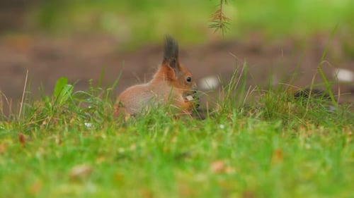 Eichhörnchen sucht im grünen Gras oder Rasen im Park nach Nahrung