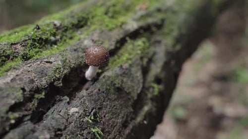 small mushroom growing on a tree in the midst of a forest, surrounded by the rich foliage and earthy
