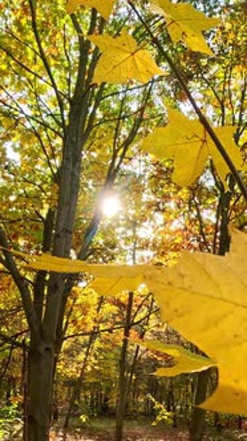 Feuilles d'érable dorées qui brillent au soleil d'automne