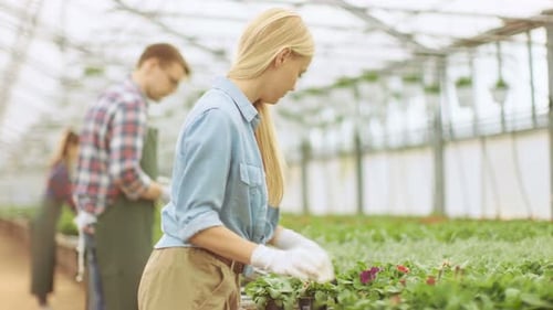 Une équipe de jardiniers heureux est occupée à travailler, à arranger et à trier des fleurs, de la végétation et des plantes colorées