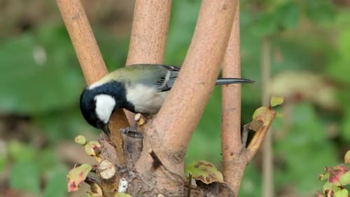 Front View Japanese Tit (Parus minor) Bird Takes Wing Perched on Bush Stem in Slow Motion