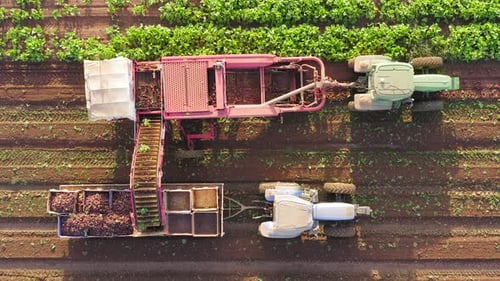 Beetroot Harvesting process, Early morning aerial follow footage