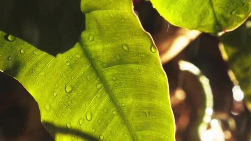 Moody commercial background stock video, heavy rain in Amazon jungle
