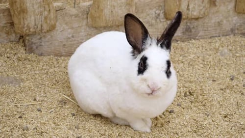 White Rabbit Sitting near Wooden Fence in Daytime