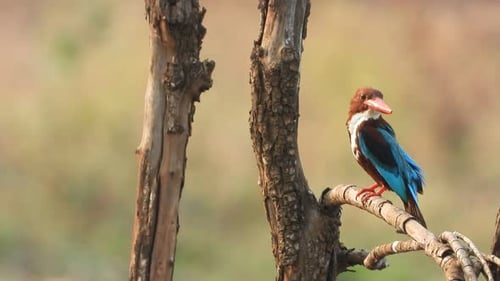 Kingfisher in pond area waiting for pray .