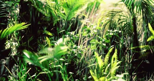 Lush Green Tropical Foliage Illuminated By Sunlight in a Serene Setting