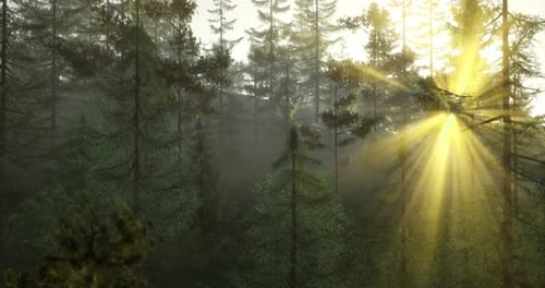Sunlight Filters Through Tall Trees in a Serene Forest at Dawn